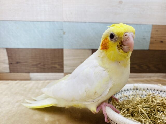 オカメインコ
