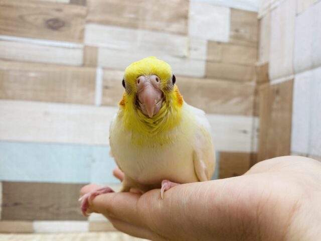 オカメインコ