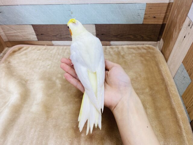 オカメインコ