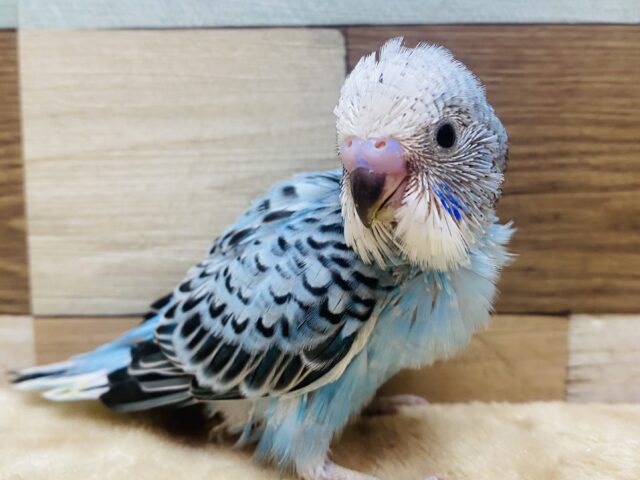 爽やかブルー💙定番人気カラーのセキセイインコのオパーリン⭐️