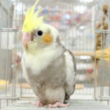 【最新画像・動画更新🪄ひとり餌‪になりました☆】癒し効果120%！？🫧オカメインコ(パイド) ヒナ