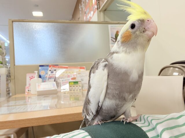 オカメインコ