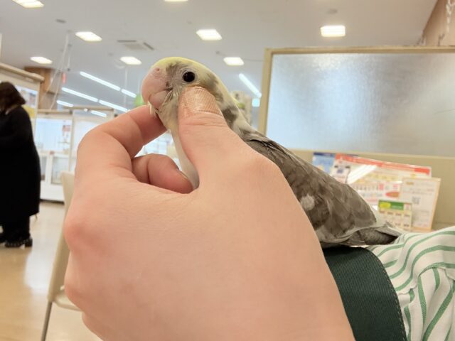 オカメインコ