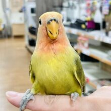 【最新画像】ニギニギだいすき✨コザクラインコちゃん（オリーブパイド）