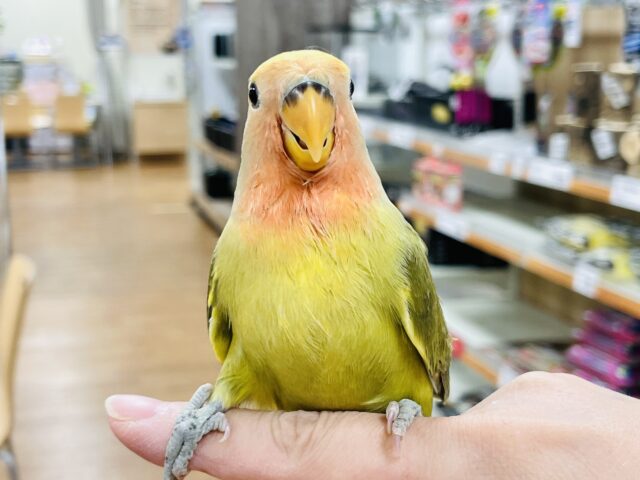 【最新画像】ニギニギだいすき✨コザクラインコちゃん（オリーブパイド）
