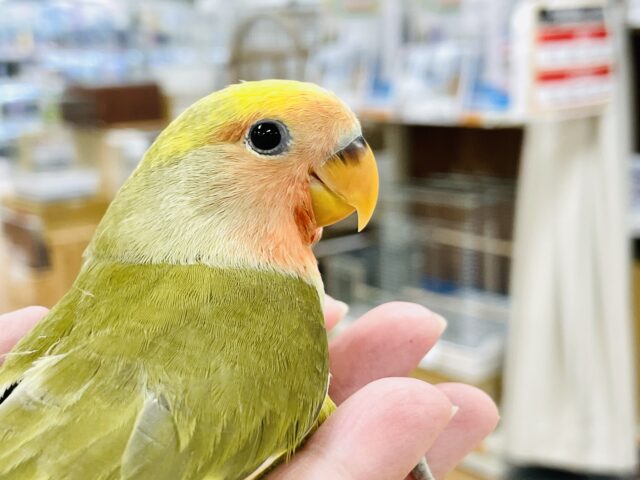 コザクラインコ（小桜インコ）