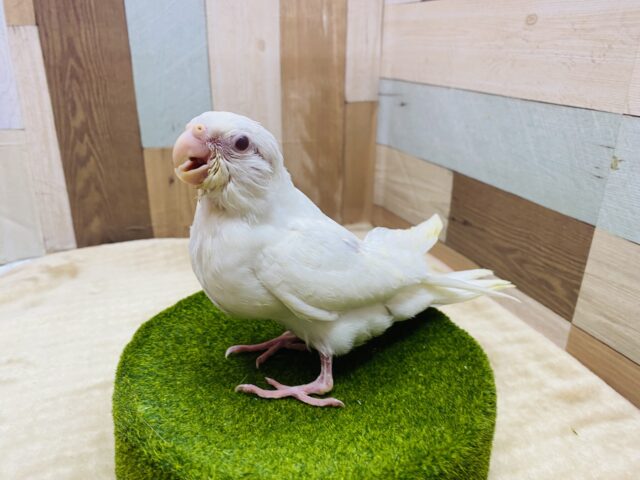 オカメインコ