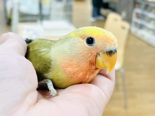 コザクラインコ（小桜インコ）