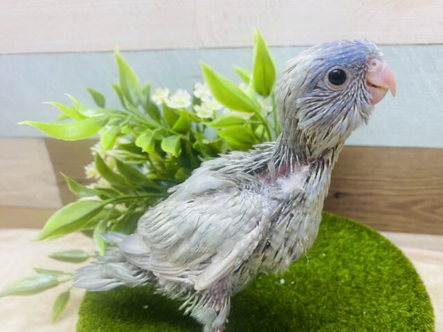 どんな姿を見せてくれるのか楽しみです🩵サザナミインコのブルースパングル⭐️