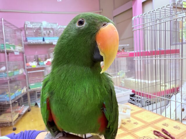 説明画像です