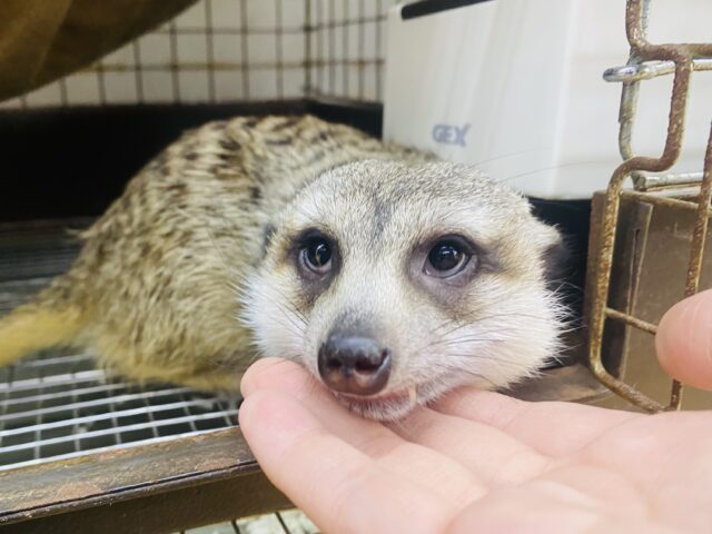 説明画像です