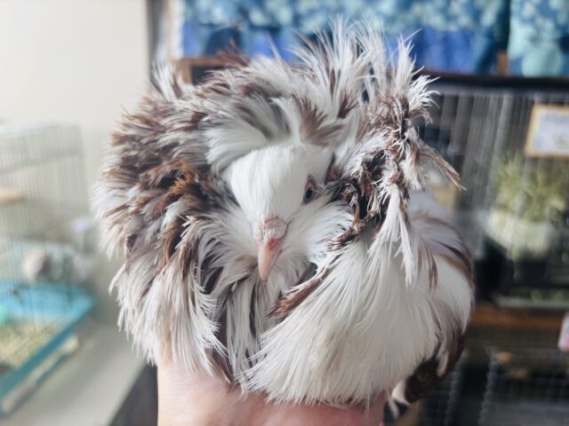 ジャコビンバト