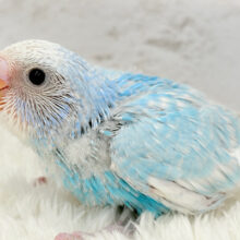 爽やかブルー🫧セキセイインコ(スパングル) ヒナ