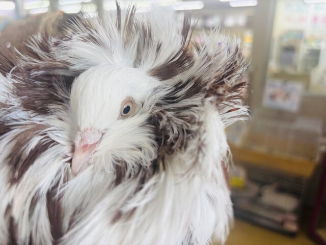 ジャコビンバト