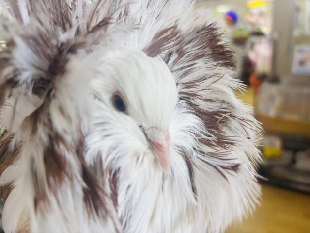 ジャコビンバト