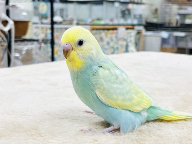 セキセイインコ