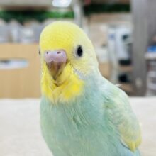 【最新画像】春がきました！セキセイインコちゃん（パステルカラーレインボースパングル）
