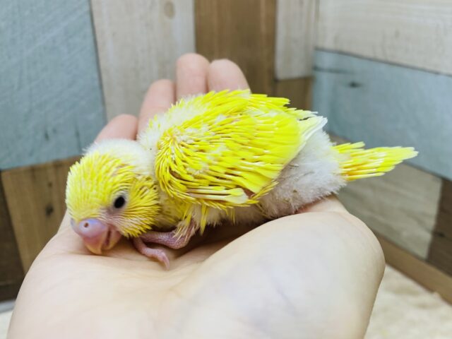 セキセイインコ