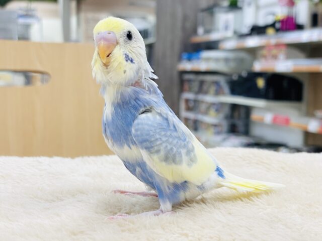 セキセイインコ
