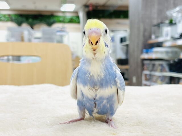 セキセイインコ