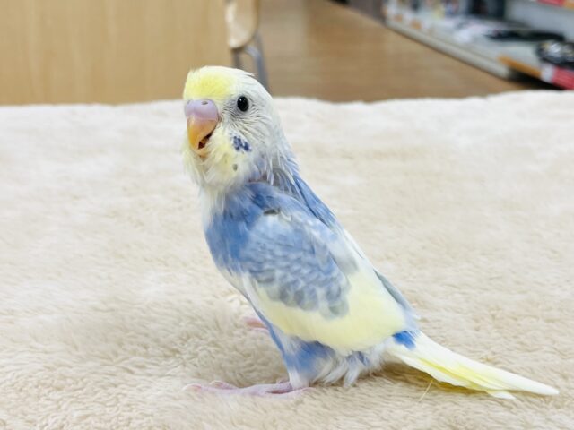 セキセイインコ