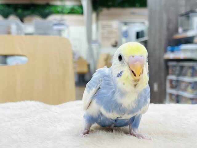 セキセイインコ