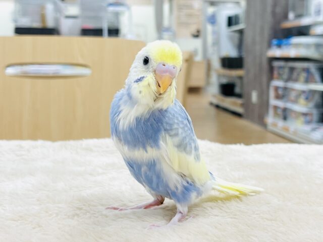 セキセイインコ