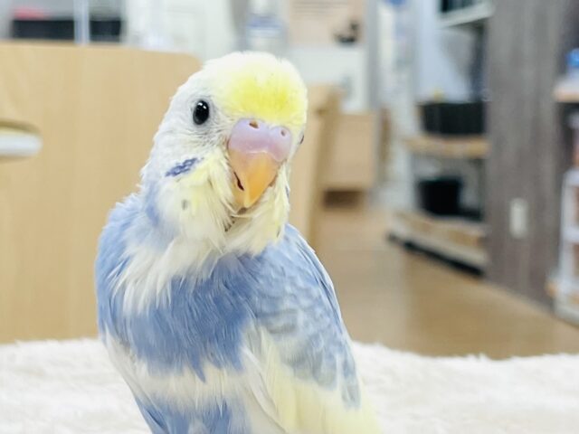 【最新画像】爽やかパステル💛💙セキセイインコ（パステルレインボーパイド）