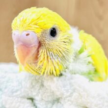 💚💛菜の花咲いたよ！セキセイインコ（スパングルパイド）