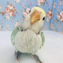 春光💛.°˖✧ キミは天使❢❢ 手乗りコザクラインコさん(オパーリンパイド)🩵🫧