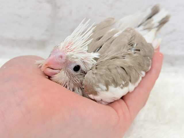 オカメインコ
