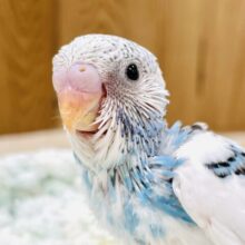 青空のように爽やか️🩵セキセイインコ（パイド）
