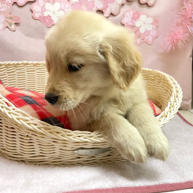 ゴールデンレトリバー