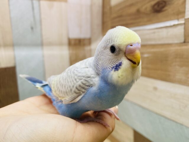 最新画像有ります🌟レアカラー⁉️ステキな予感がします…🩷セキセイインコパステル系