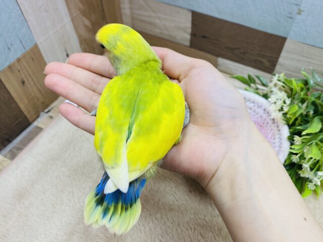 コザクラインコ（小桜インコ）