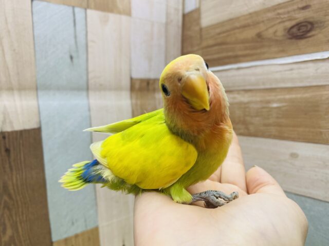 コザクラインコ（小桜インコ）