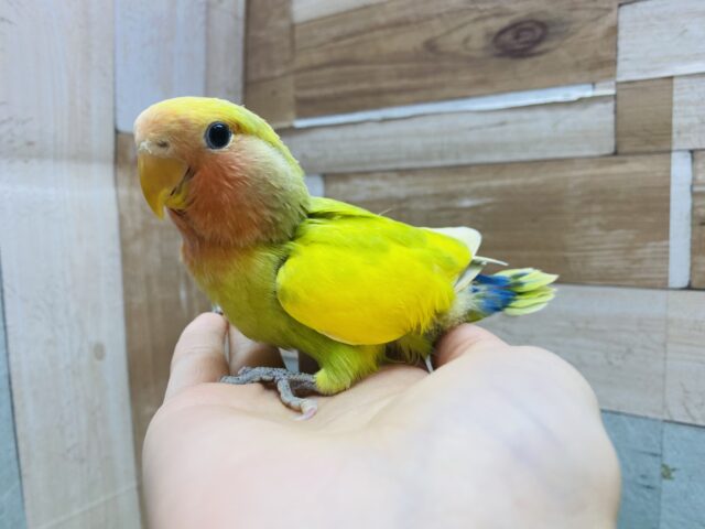コザクラインコ（小桜インコ）