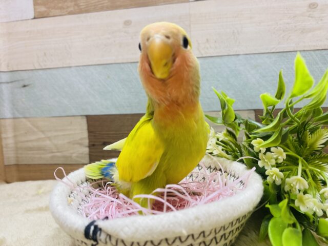 コザクラインコ（小桜インコ）