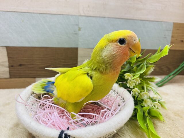 コザクラインコ（小桜インコ）