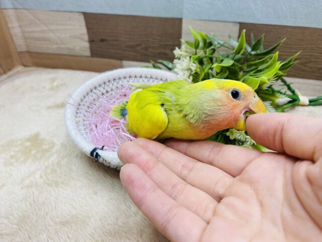 コザクラインコ（小桜インコ）