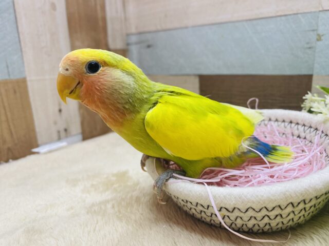 コザクラインコ（小桜インコ）
