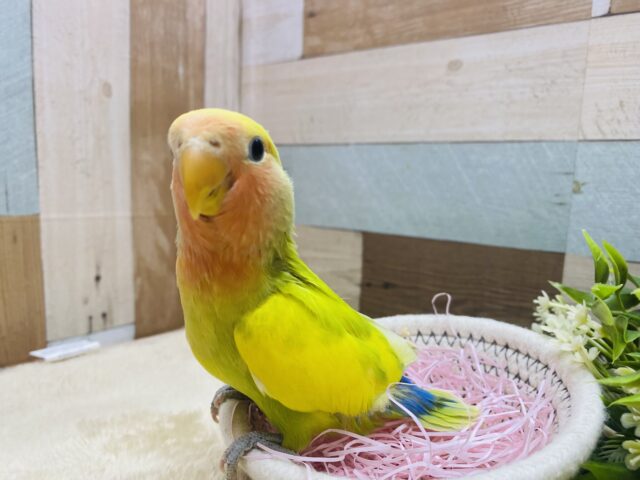 コザクラインコ（小桜インコ）