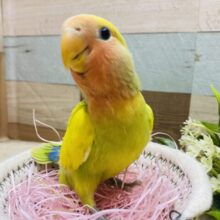 最新画像有ります❗️🔆パッと明るい素敵なお色の子〜🔆コザクラインコのタイガーオパーリン❣️