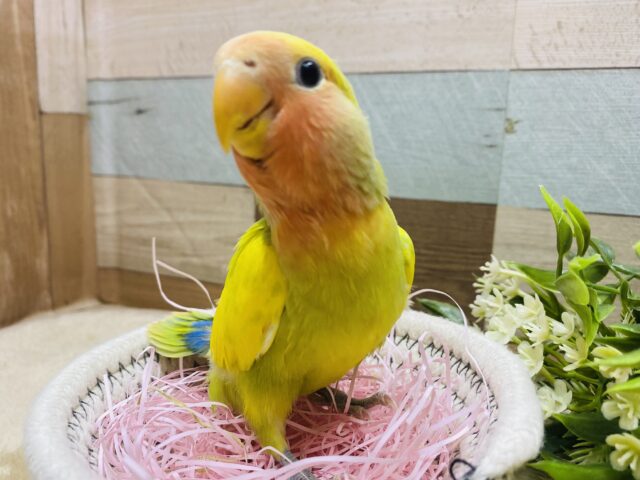 最新画像有ります❗️🔆パッと明るい素敵なお色の子〜🔆コザクラインコのタイガーオパーリン❣️