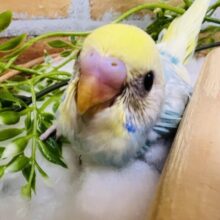 ﾊﾟｸﾊﾟｸ🎶食いしん坊のほんわかちゃん♡セキセイインコ（パステルレインボーパイド）