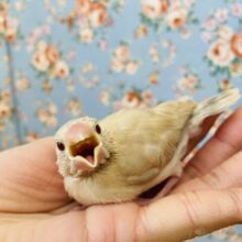 華風🌸. ݁₊ かわいい手乗りシナモン文鳥さんです☺︎❤︎