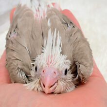 可愛さを”ギュギュッ”と詰め込んだ- ̗̀🎁 ̖́-オカメインコ(WFシナモンパイド) ヒナ