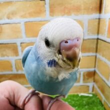 ふわぁ〜と風船みたいに飛んでいきそう?まんまるセキセイインコ（ブルースパングル）