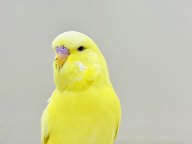 ジャンボセキセイインコ