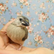 将来はペンギンさん🐧?❤︎ 桜文鳥ヒナちゃん🌸🌸